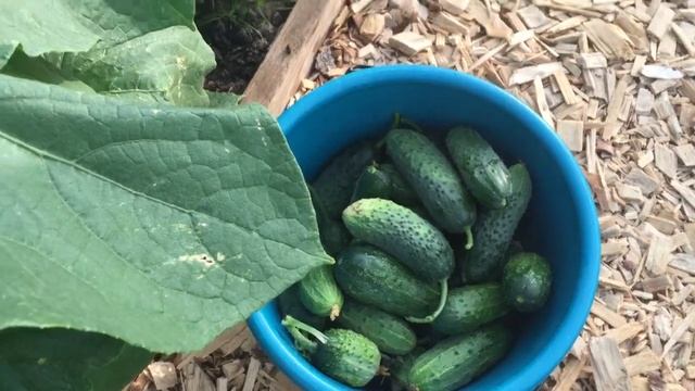 Садовый влог/Розы/ Лаванда/ Гортензия/ Наперстянка/ Теплица! смотреть онлайн