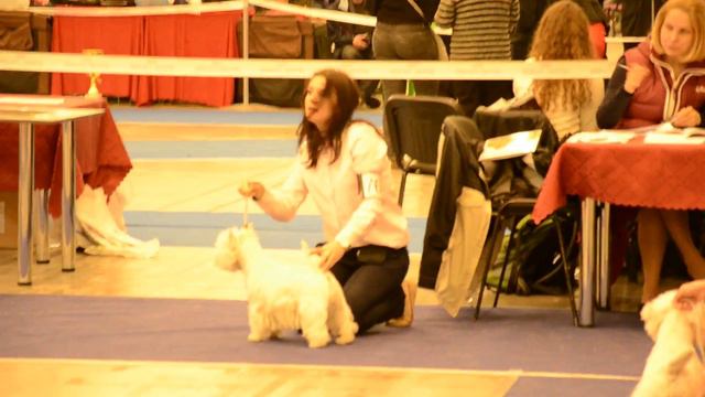 Dog show FCI-CACIB 19.04.2015 " Украина 2015" смотреть онлайн