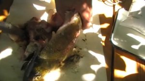 Солим леща. | Solim bream.