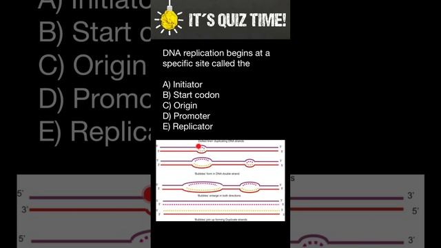 DNA replication quiz смотреть онлайн