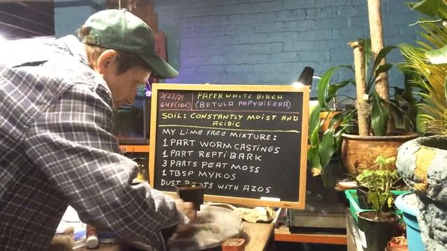 Paper White Birch (Betula Papyrifera) смотреть онлайн