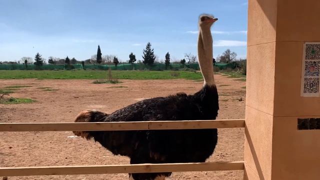 Страусиная ферма на Майорке: Artestruz. Ostrich Farm in Mallorca. смотреть онлайн