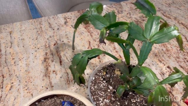A talk about succulents, indoor plant work and up-potting seedlings, garden how-to. смотреть онлайн