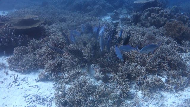 Diving in Tubbataha, April 2016 смотреть онлайн