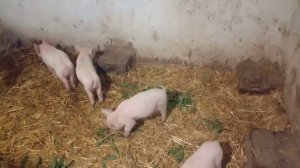 Как выкормить поросят без свиноматки