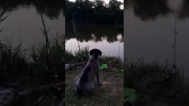 Собака на рыбалке.A dog on a fishing trip. смотреть онлайн