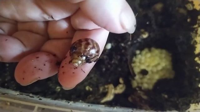 Новая кладка улитки ахатина...