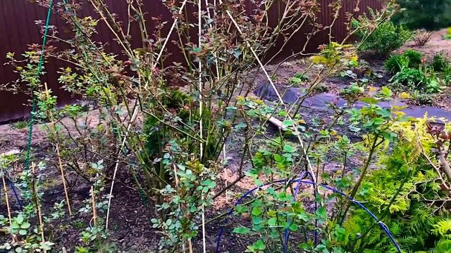 Поставила розарий на опоры)) Как я подвязываю розы для обильного цветения! #секретыуходазарозами смотреть онлайн