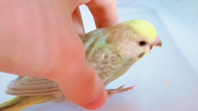 РУЧНОЙ РАДУЖНЫЙ МАЛЬЧИК ПОЛУЧЕХ. смотреть онлайн