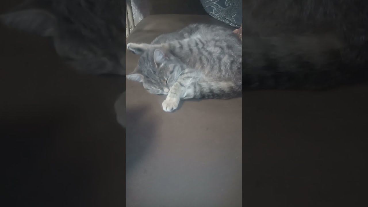 кошка йог смотреть онлайн