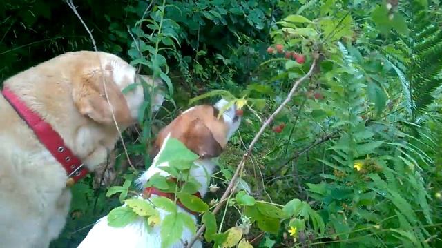 очень вкусная малина в лесу смотреть онлайн