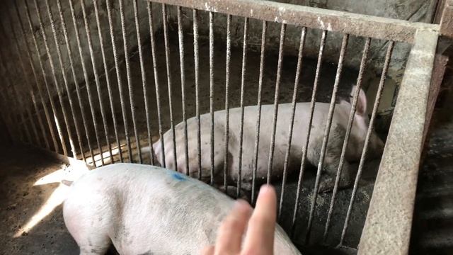 ❌ВЕЛИКА БІЛА порода СВИНЕЙ, переваги і недоліки смотреть онлайн