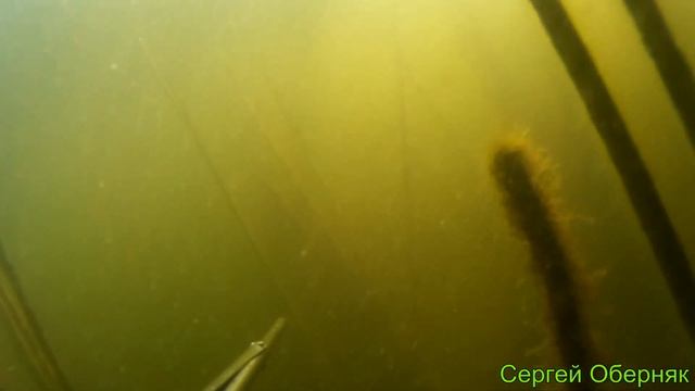Подводная охота на карпа в лежке.Spearfishing for carp. Сезон 2020. Авто для бездорожья и рыбалки смотреть онлайн