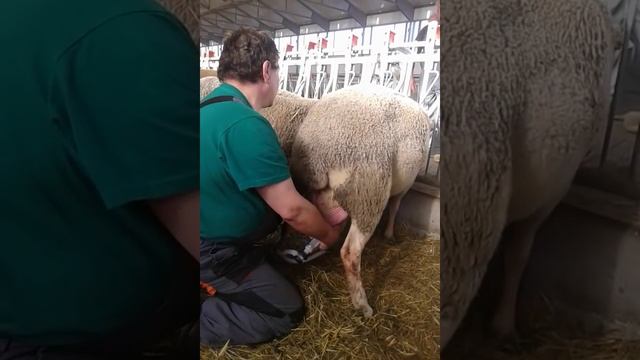 Контролно доене на овца от порода Лакон смотреть онлайн