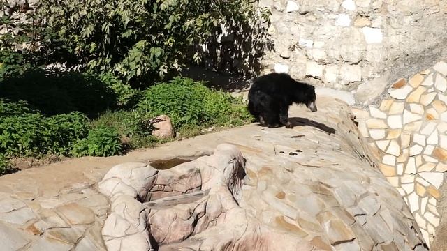 Медвежий вальс смотреть онлайн