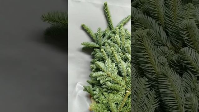 Ялина Нобіліс 5 кг. Голландія #Rozyopt#квіти#ялинка#нобіліс смотреть онлайн