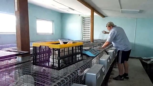 Выход тушки (сказки и реалии кролиководов) смотреть онлайн