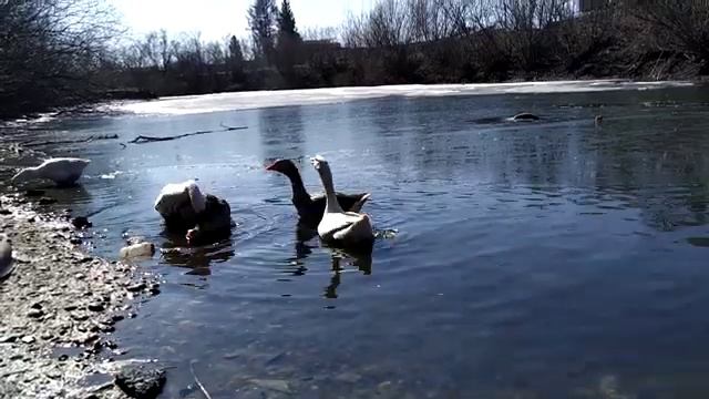 Яйценоскость гусей, что нужно знать. Краткий обзор. Жизнь за городом смотреть онлайн