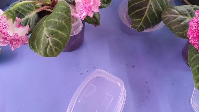 06.02.21.ГЛОКСИНИИ из семян.. посадка листиков.. смотреть онлайн