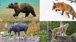 ЖИВОТНЫЕ ЛЕСА И ЗВУКИ ЖИВОТНЫХ ЛЕСА. РАЗВИВАЮЩИЕ МУЛЬТИКИ ДЛЯ ДЕТЕЙ. УЧЕБА И ИГРА