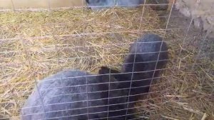 кролики в вольере или как покрыть крольчих