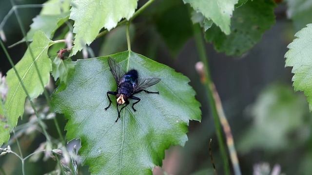 Муха-каллифора потирает лапки. Calliphora vomitoria(?). Насекомые Беларуси. смотреть онлайн