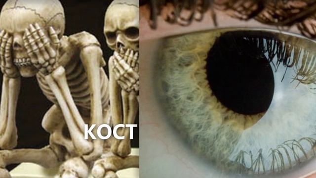 Скорость обновления клеток организма человека смотреть онлайн