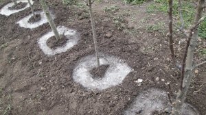 Подкормка колоновидных яблонь