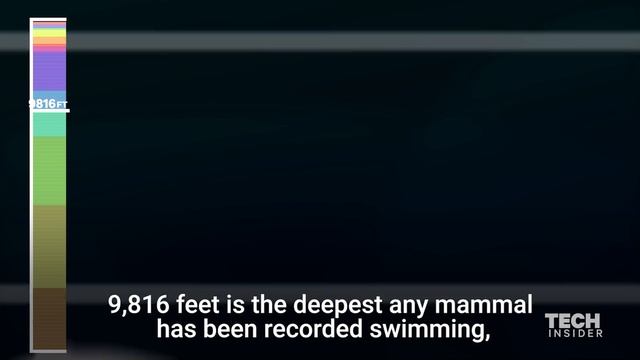 This Incredible Animation Shows How Deep The Ocean Really Is смотреть онлайн