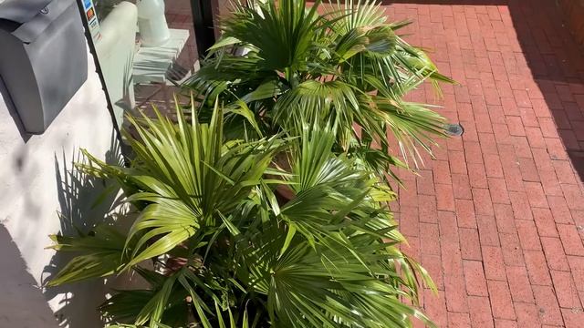 Chinese Fan Palms (Livistona chinensis) in Washington, D.C. смотреть онлайн