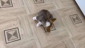 КАК ПРАВИЛЬНО МЫТЬ СОБАКУ? Первый раз моем щенка корги в ванной