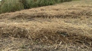 На дворе Август.  Уборка озимой ржи.  Зерно для посевов.