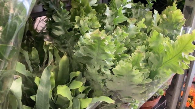 Магазин «Орхидея». 08.11.2022 смотреть онлайн