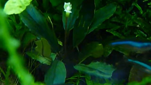 Bucephalandra sp. Super Blue (цветение) . смотреть онлайн