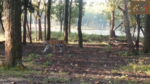 Tiger of Kanha national park смотреть онлайн