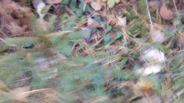 В лес рано утром собирать ВОЛНУШКИ и ГРУЗДИ смотреть онлайн