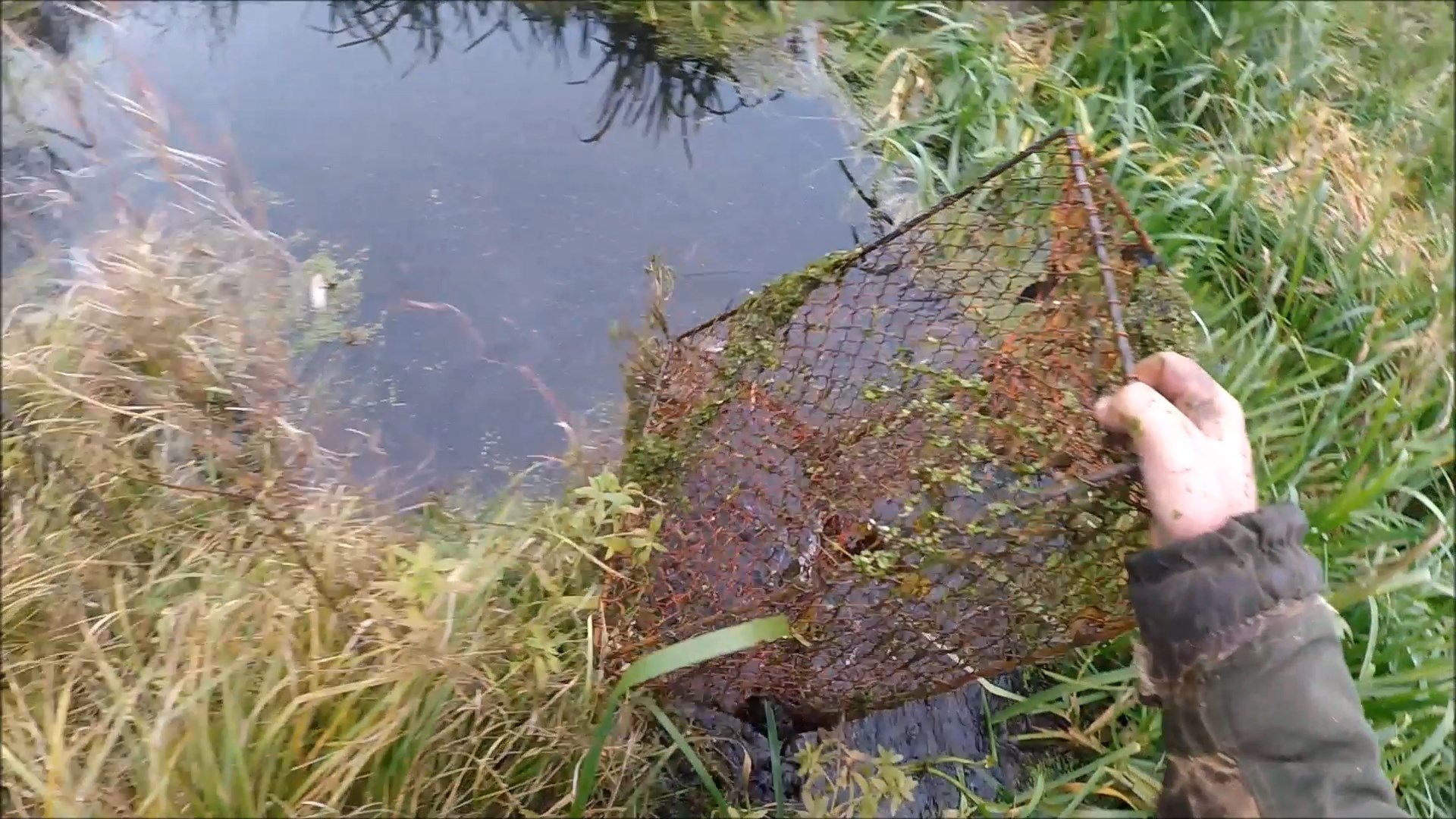 Охота на ондатру. Нашел перспективные места (Будни охотника и рыбака) смотреть онлайн