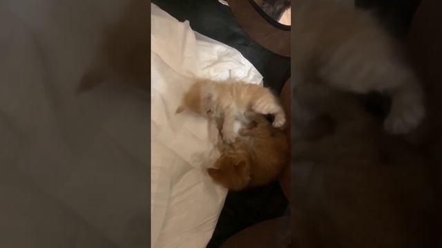 котята мейн-кун играются🥰 #cat #funny #коты #мейнкун #котята #darkempire #воронеж #кот #cats #мейн смотреть онлайн