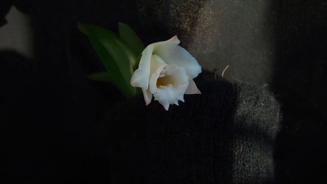 Орхидея Laelia Alaorii ORCHIDS