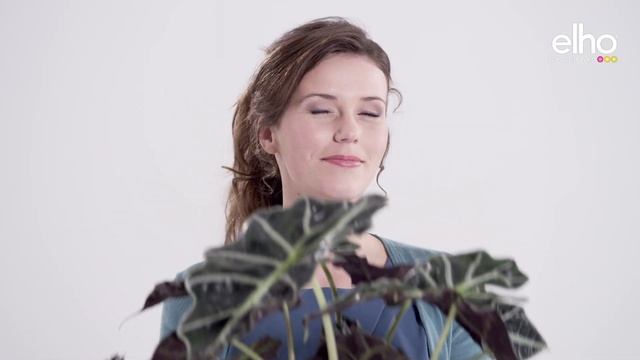 Elho - brussels watering смотреть онлайн