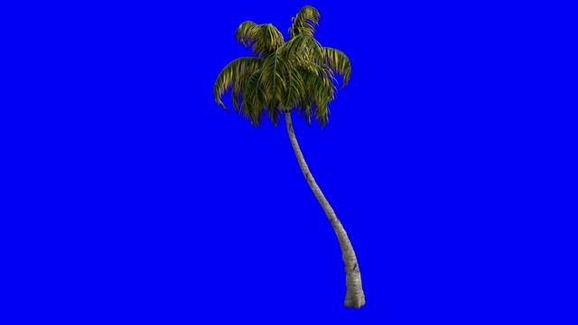 Бесплатный Футаж Пальма на Синем Фоне - Дерево Хромакей смотреть онлайн