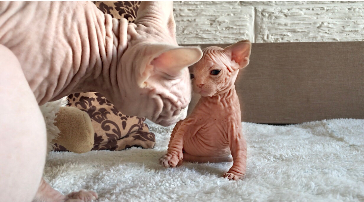 Котёнку Сфинкса 20 дней! Знакомство с отцом❤️