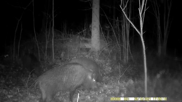 Кабанчик на фотоловушку смотреть онлайн