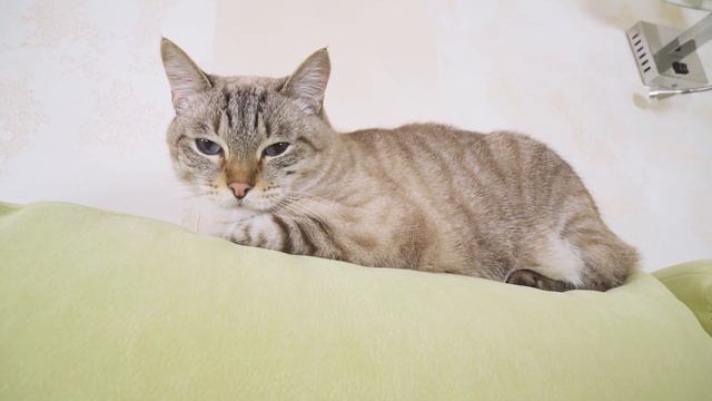 ХОРОШО там, где нас нет! / Веселый ЮКИ и ПОСЛОВИЦЫ смотреть онлайн