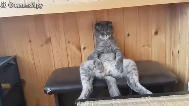 Стёпа, там суши привезли, пойдём есть! смотреть онлайн