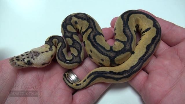 Ball Python Clutch Pastel Leopard Clown x Pastel het Clown! смотреть онлайн