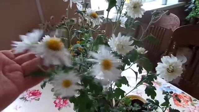 Выращивайте Хризантемы из семян. смотреть онлайн