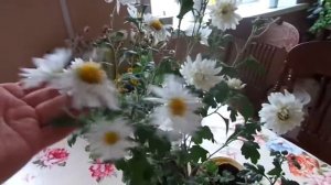 Выращивайте  Хризантемы из семян.