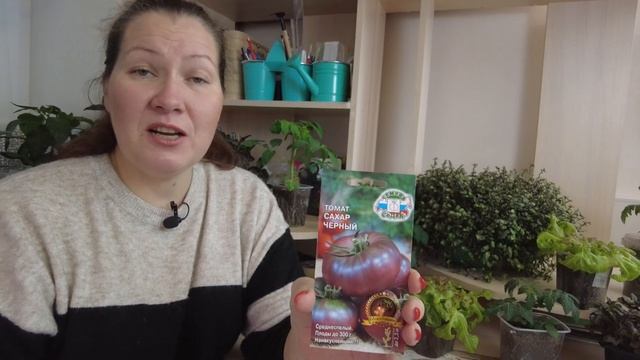 ГОВЯДИНА С КУСТА! ЧЕТЫРЕ БЕСПОДОБНЫХ САХАРНЫХ МЯСНЫХ ТОМАТА. смотреть онлайн