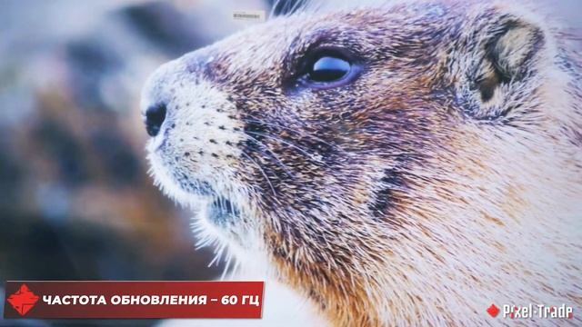 Обзор Xiaomi: самые бюджетные 4к телевизоры смотреть онлайн